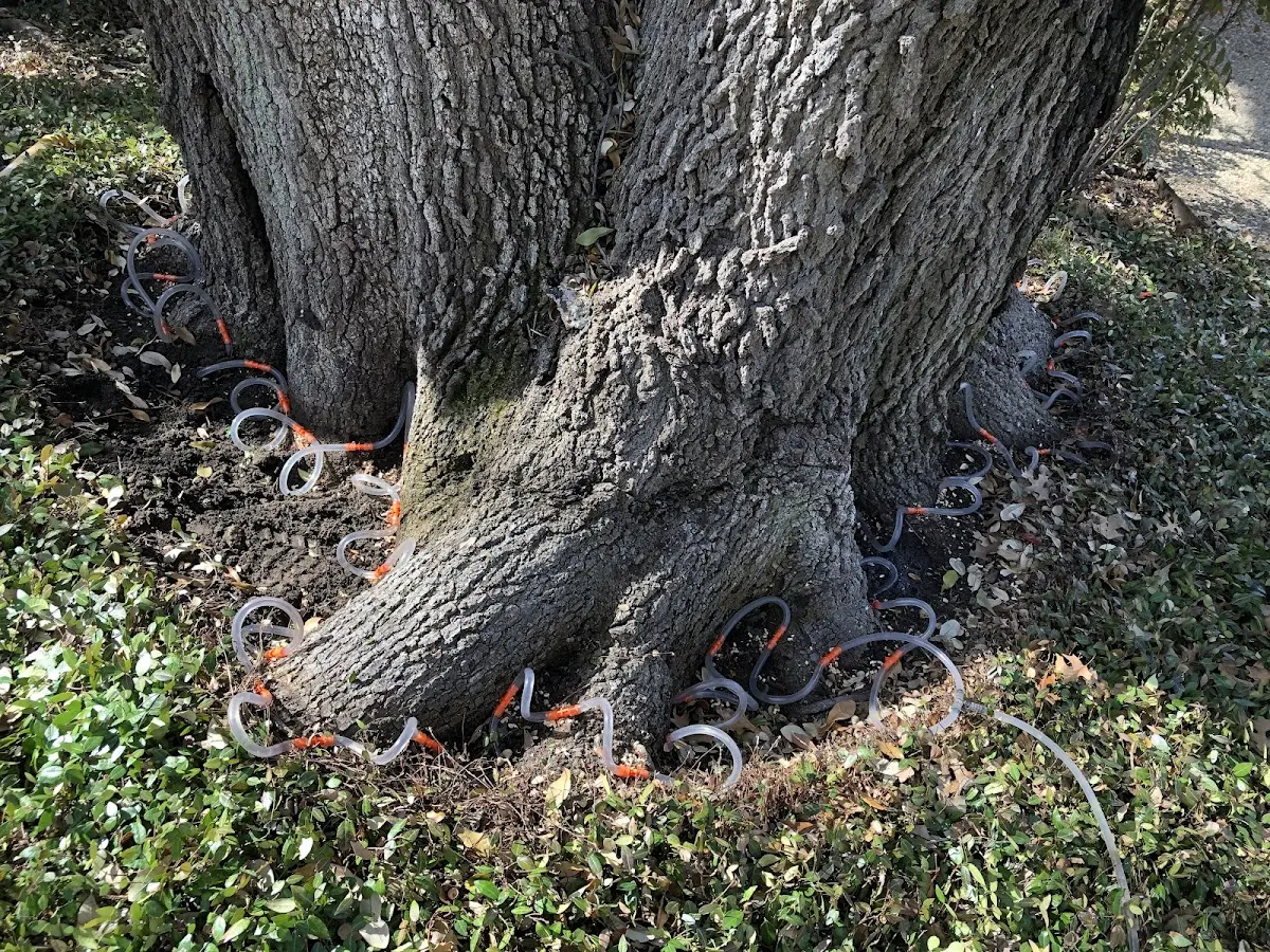 Detailed Tree Cabling and Bracing job site in Star Junction