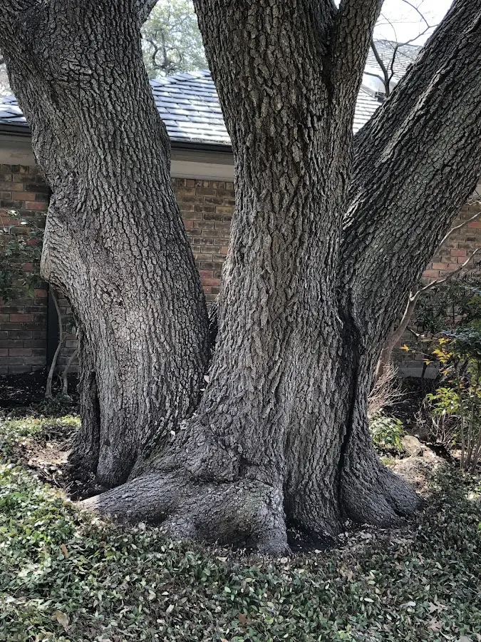 Mature heritage tree close to a Star Junction property cared for by certified arborists